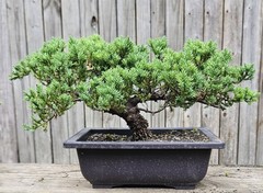 Japanes Juniper Bonsai In 9 Inch Plastic Rectangular Pot . 15 Year Old Beauty.