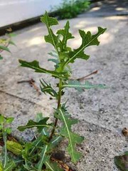 1 M LIVE PLANT Lactuca Virosa Wild Lettuce poppy Grown Organic Pain Relief USA