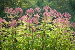 Joe Pye Weed Seeds, Butterflies & Hummingbirds, Trumpet Weed, FREE SHIPPING