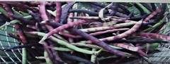 Mississippi Pinkeye 2 Purple Hull Peas Cowpeas Benefits St. Jude