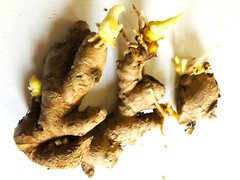 4-5 Sprouted Organic Ginger Roots Heirloom Curcuma Longa Rhizomes Root,Herb