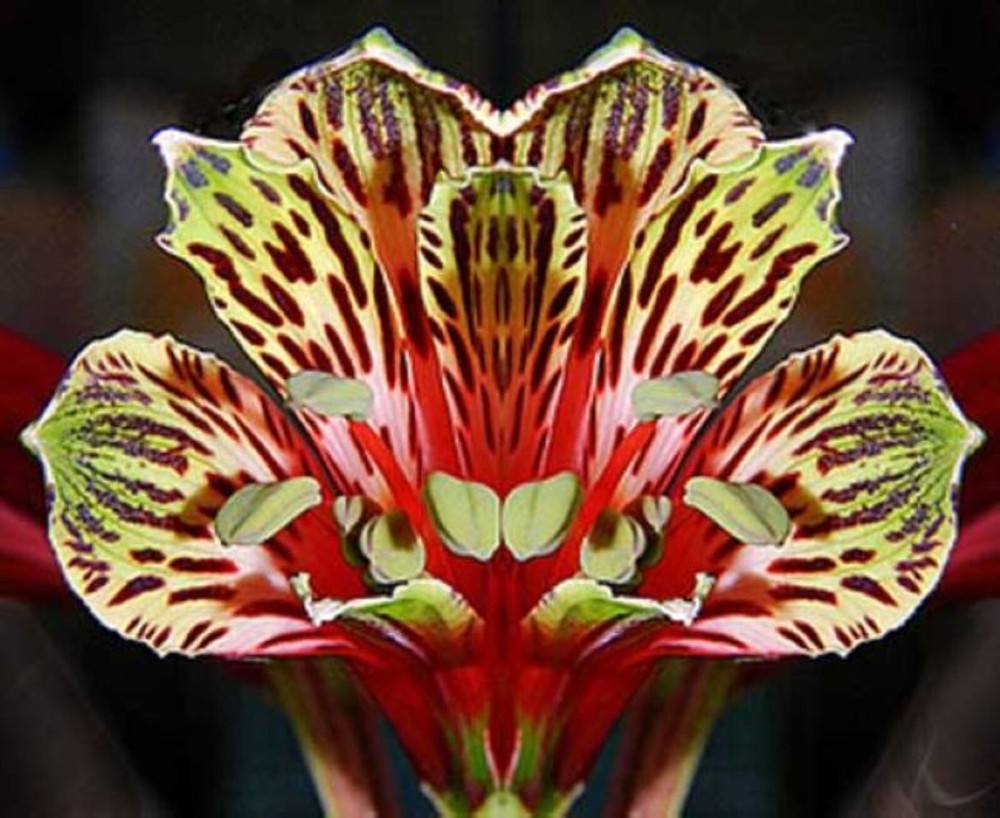 50 Lily Flower Seeds Much Less Money Than Bulbs