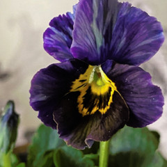 150+ Pansy Seeds (Viola) – Fragrant, Flower Seeds, Annual Seeds, Garden Seeds