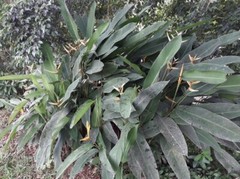 4x Rhizomes Bird Of Paradise Heliconia, Tropical Strelitzia Regina plant.