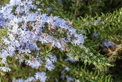 Creeping Rosemary in 2.5” Nursery Cubes (Rosmarinus officinalis ‘Prostratus’)