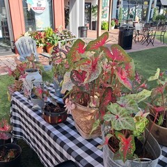2 Bulbs FLORIDA BEAUTY caladium from Florida Plantation