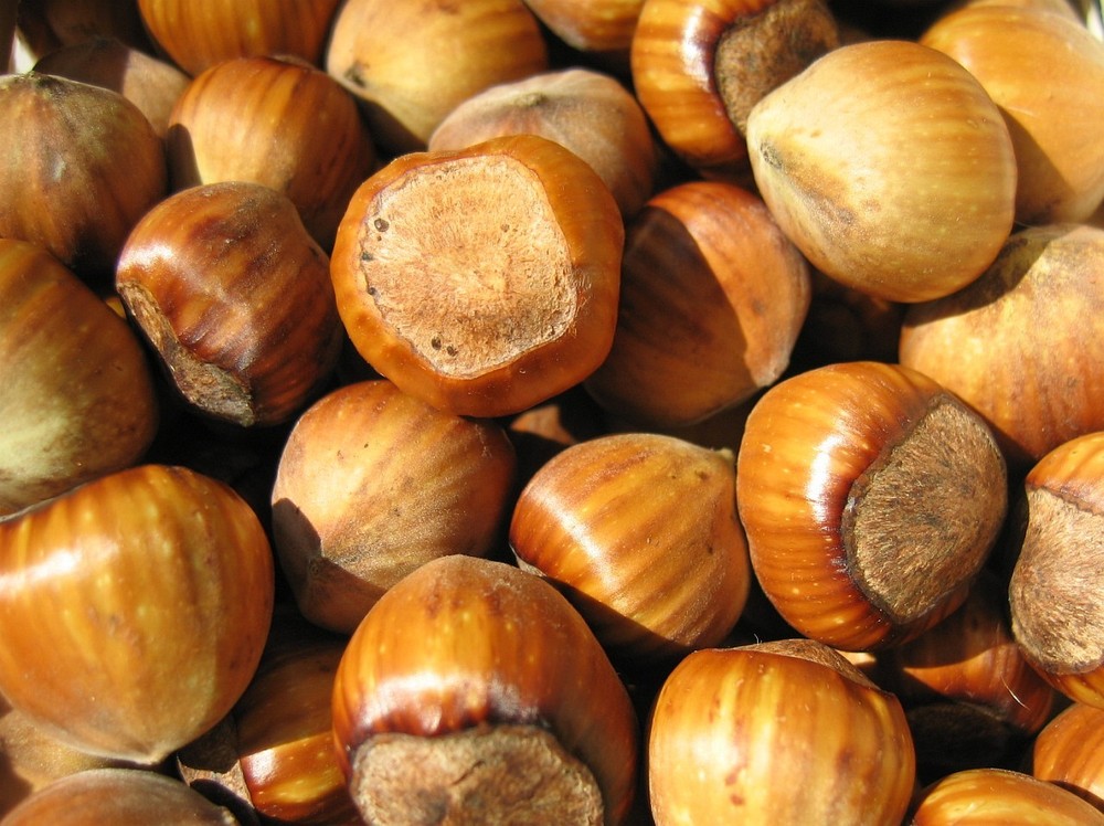 In Shell Filberts – 5 lb. – Treasured Harvest Brand