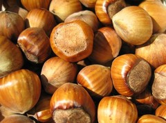 In Shell Filberts – 5 lb. – Treasured Harvest Brand