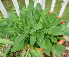 100 Wild/Opium Lettuce Seeds(LactucaVirosa)Medicinal Edible Plant.US grown seeds