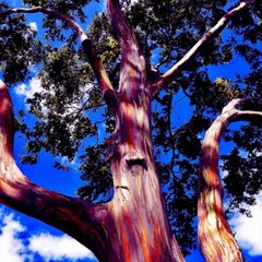 50 Rainbow Eucalyptus deglupta Tree Seeds Fast Tropical Indonesian Mindanao Gum