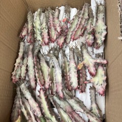 8CM Succulent Cactus Plant Euphorbia Trigona Rubra Red Variegata Cactaceae Plant