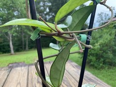 Hoya Wilbur Graves China Plant In 4” Pot