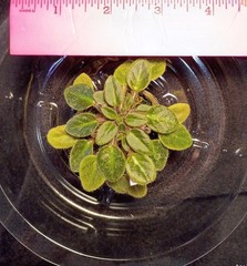 African Violet ~ Vallarta Campanas Moradas (Micro) ~ Live Plant