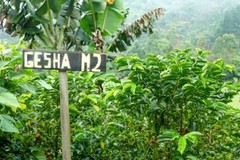 PANAMA GEISHA MEDIUM COFFEE BEANS ROASTED 2 POUNDS