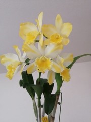 Cattleya Solar Flare ‘Paradise’ White Yellow Flare NBS Orchid Hybrid 2.5” Pot
