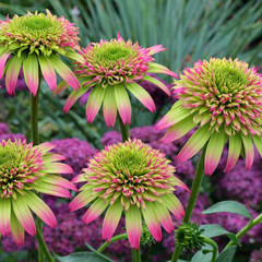 50 Pink Green Coneflower Seeds Echinacea Perennial Seed Flowers US SELLER