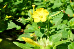 25 YELLOW FOUR O’CLOCK SEEDS | SALE FREE SHIPPING NON GMO HEIRLOOM