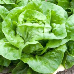 White Boston Lettuce Seeds | Heirloom / Non-GMO | Free Shipping | 1105