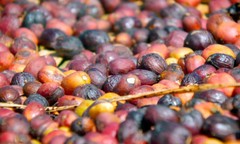 Coffee Beans Bali Blue Moon Fresh Roasted Medium Everyday 2 lbs. / 1 Pound Bags