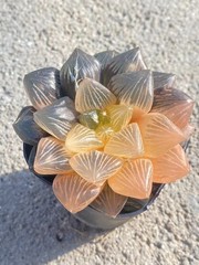 Haworthia Obtusa Hybrid varigated Succulent plants potted Plants 7-8CM