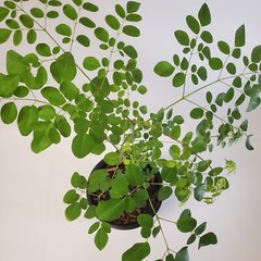Moringa Oleifera Tree of Life Live Plant 3ft+- Save 6 Months of Growing Time