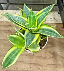 4″ Golden Snake Plant Live – Sansevieria – Easy Care Indoor Houseplant