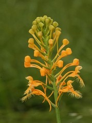 3 platanthera ciliaris rhizomes, bare root with attached stem growth, sizes vary