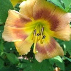 Assorted Daylilies, Mixed Daylilys, perennial’s return every year multiplying