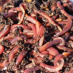 NaturesGoodGuys Live Red Worms 600 Adults – Red Wigglers