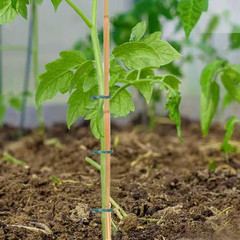 8 Ft. X 3/4 In. Natural Bamboo Garden Plant Stakes for Climbing Support (10-Pack