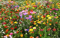 All Perennial Wildflower Mix, 15 Species Flowers, Variety Packet-Size, Easy Grow