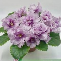 African Violet Plant RM Frivolite Starter