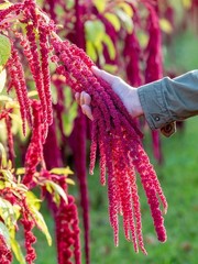4000 Love Lies Bleeding Amaranth Seeds Organic Heirloom Non-GMO- With Bonus!