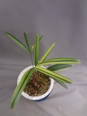 Clivia miniata ‘Echigo-zansetsu’ tricolor variegated [Must read description]