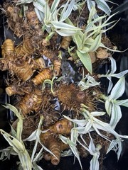 Arundo Donax Variegated Reed Like Bamboo Plant – 5 Rhizomes Free Shipping