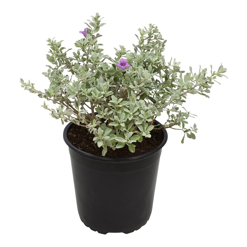 1G Silverado Sage Plant Shrubs Live In Planters For Outdoor Plants Live Live