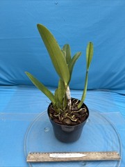 Cattleya quadricolor Orchid Eros X Orlata Pink White Yellow Species 7” PT SHEATH