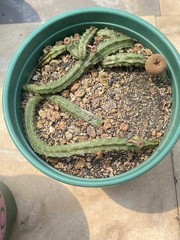 RareSucculent cactus Plant Echidnopsis malum Garden Décor Boutique 3PCS 5-8CM