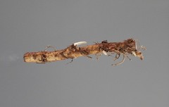 Farm Direct Hop Rhizomes – 14 Varieties to choose from!