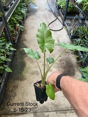 Alocasia – ‘Portora’ – Elephant Ear Indoor/Outdoor Tropical Plant – Cold Hardy