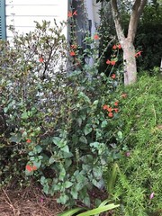 4 ORGANIC PINEAPPLE SAGE/WILD SALVIA PLANTS ATTRACTED HUMMINGBIRD & BUTTERFLY !!