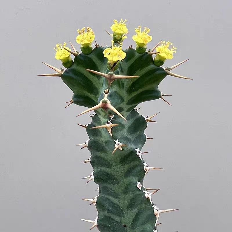 2PCS 6-8CM Euphorbia Virosa Cristata Cactaceae Succulent Cactus Plants