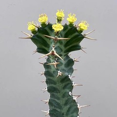 2PCS 6-8CM Euphorbia Virosa Cristata Cactaceae Succulent Cactus Plants
