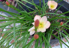 15 Fresh Seeds Pink / White / Yellow Rain Lily