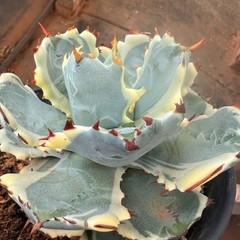 8CM Succulent Cactus Agave Plant Agave Isthmensis Variegated Home Garden Plant