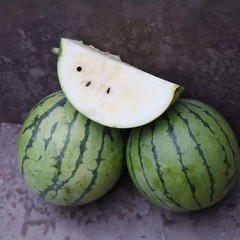Cream Of Saskatchewan Watermelon Seeds | 8 – 12 LBS | Free Shipping | 1048