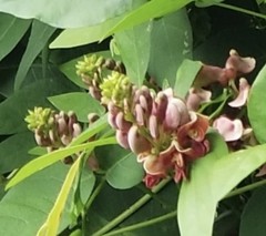 Hopniss-Apios Americana-Potato Bean