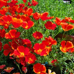 Red Chief California Poppy Seeds | Heirloom / Non-GMO | Free Shipping | 1229