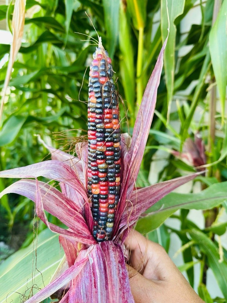 50 Treated Indian Ornamental Corn Seeds Heirloom Non-GMO USA Seller