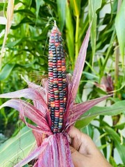 50 Treated Indian Ornamental Corn Seeds Heirloom Non-GMO USA Seller